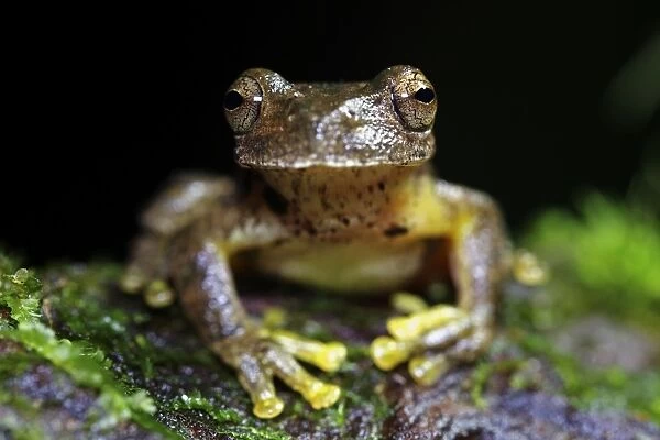 Copan Stream Frog (Ptychohyla hypomykter) adult, in cloudforest, Cusuco N. P. Sierra del Merendon, Honduras, July