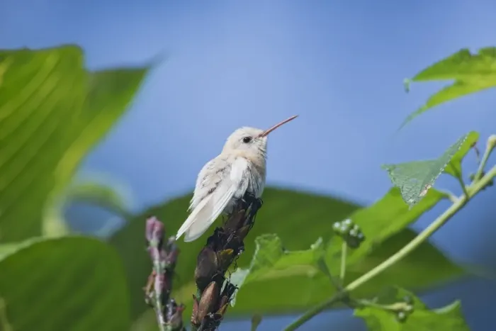 Framed Print : Copper-rumped Hummingbird (Amazilia tobaci) adult, albinistic plumage, perched on flowerhead, Trinidad Framed Print : Copper-rumped Hummingbird (Amazilia tobaci) adult, albinistic plumage, perched on flowerhead, Trinidad