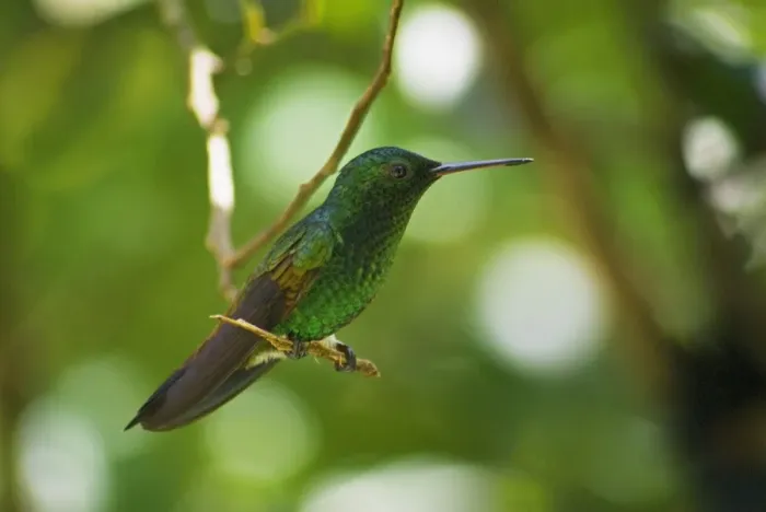 Framed Print : Copper-rumped Hummingbird (Amazilia tobaci) adult, perched on twig, Tobago, Trinidad and Tobago, October Framed Print : Copper-rumped Hummingbird (Amazilia tobaci) adult, perched on twig, Tobago, Trinidad and Tobago, October