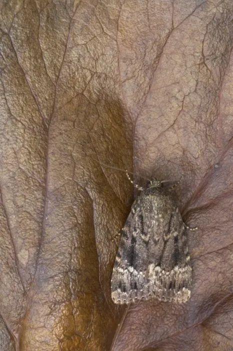 Framed Print : Copper Underwing (Amphipyra pyramidea) adult, Essex, England