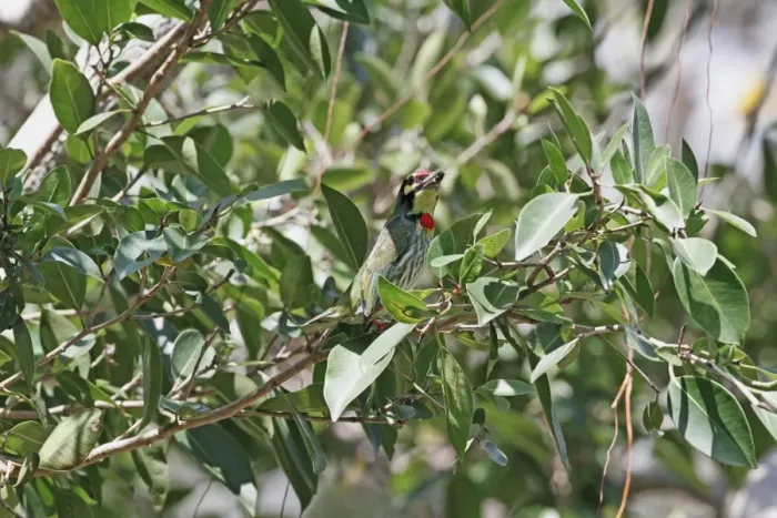 Framed Print : Coppersmith Barbet (Megalaima haemacephala indica) adult, perched in tree, Polonnaruwa, Sri Lanka, February Framed Print : Coppersmith Barbet (Megalaima haemacephala indica) adult, perched in tree, Polonnaruwa, Sri Lanka, February