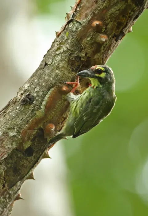 Framed Print : Coppersmith Barbet (Megalaima haemacephala indica) immature, excavating hole, clinging to thin tree trunk Framed Print : Coppersmith Barbet (Megalaima haemacephala indica) immature, excavating hole, clinging to thin tree trunk
