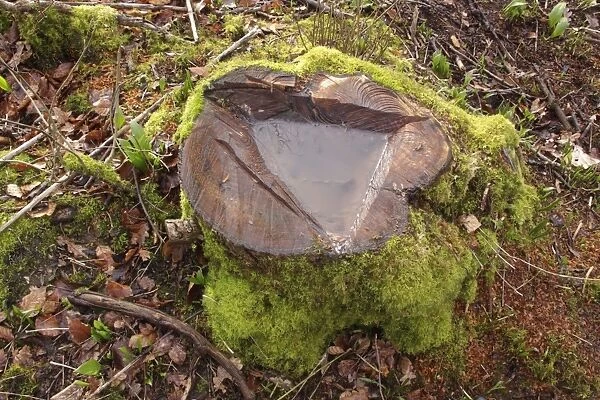 Coppiced stool with collected water, in coppice woodland, Ox Close Wood, Wetherby, West Yorkshire, England, March