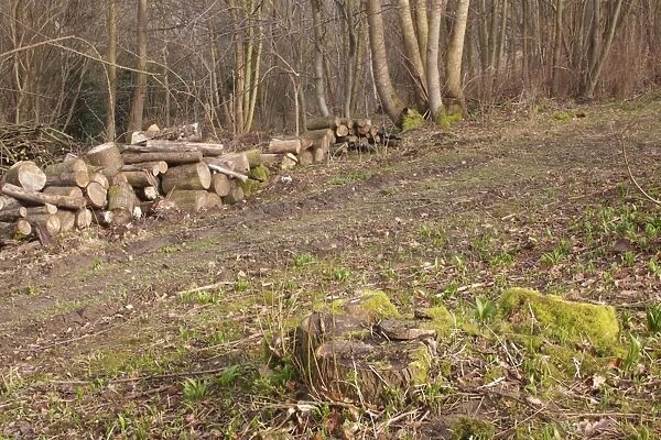 Coppiced stool and log pile, in coppice woodland, Ox Close Wood, Wetherby, West Yorkshire, England, March
