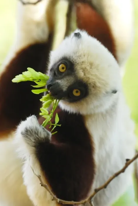 Framed Print : Coquerel's Sifaka (Propithecus coquereli) adult, feeding on leaves, in dry deciduous forest, Ankarafantsika N. P. Northwest Madagascar, july Framed Print : Coquerel's Sifaka (Propithecus coquereli) adult, feeding on leaves, in dry deciduous forest, Ankarafantsika N. P. Northwest Madagascar, july