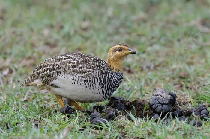 Framed Print : Coqui Francolin (Peliperdix coqui) adult, feeding, foraging amongst mammal dung, Masai Mara, Kenya Framed Print : Coqui Francolin (Peliperdix coqui) adult, feeding, foraging amongst mammal dung, Masai Mara, Kenya