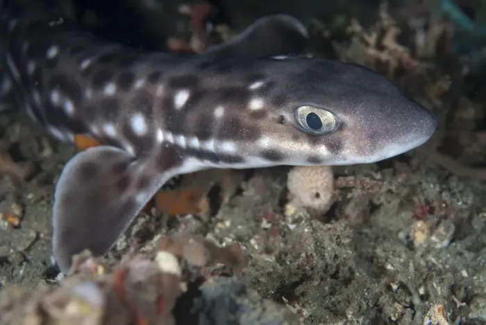 Framed Print : Coral Catshark (Atelomycterus marmoratus) adult, close-up of head, Lembeh Island, Sulawesi, Indonesia Framed Print : Coral Catshark (Atelomycterus marmoratus) adult, close-up of head, Lembeh Island, Sulawesi, Indonesia