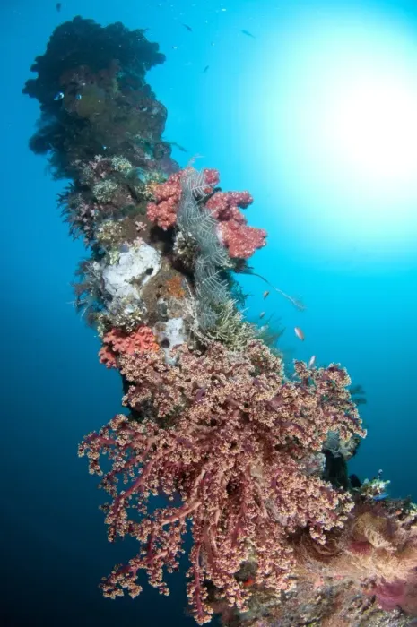 Framed Print : Coral encrusted turret of shipwreck, USAT Liberty (US Army transport ship torpedoed during WWII), Tulamben, Seraya Framed Print : Coral encrusted turret of shipwreck, USAT Liberty (US Army transport ship torpedoed during WWII), Tulamben, Seraya