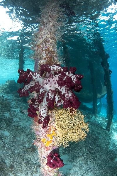 Coral growing on jetty stantion, Arborek Jetty, Dampier Straits, Raja Ampat Islands (Four Kings), West Papua