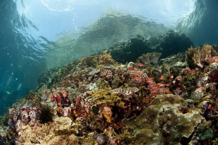 Framed Print : Coral reef habitat with fish shoal and hill above surface of water, Crucifixion Point, Pantar Island, Alor Archipelago