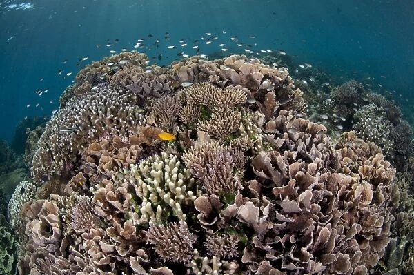 Coral reef habitat with various species of fish, Tutuntute, Wetar Island, Barat Daya Islands, Lesser Sunda Islands, Maluku Province, Indonesia