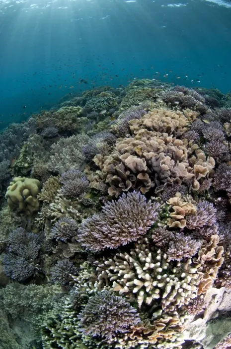 Framed Print : Coral reef habitat with various species of fish, Tutuntute, Wetar Island, Barat Daya Islands, Lesser Sunda Islands Framed Print : Coral reef habitat with various species of fish, Tutuntute, Wetar Island, Barat Daya Islands, Lesser Sunda Islands