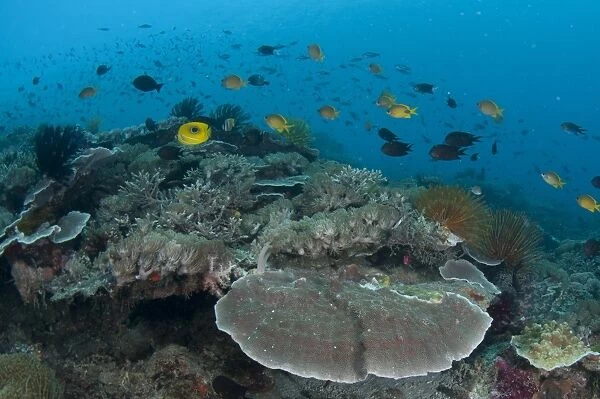 Coral reef habitat with various species of fish, Pantar Island, Alor Archipelago, Lesser Sunda Islands, Indonesia