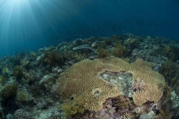 Coral reef habitat with various species of fish and sunbeams, Wetar Island, Barat Daya Islands, Lesser Sunda Islands, Maluku Province, Indonesia