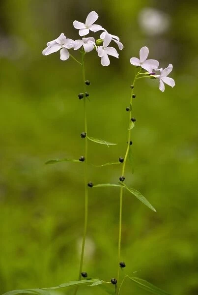 Coralroot Bitter-cress (Cardamine bulbifera) flowering, with bulbils on stems, growing in beech woodland, Bulgaria, may