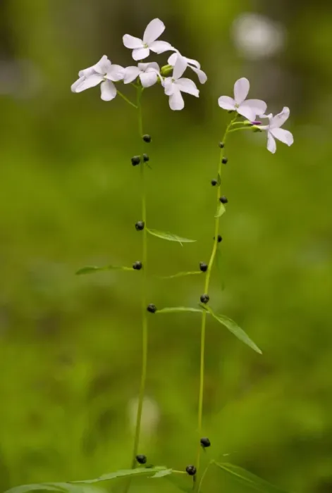 Framed Print : Coralroot Bitter-cress (Cardamine bulbifera) flowering, with bulbils on stems, growing in beech woodland, Bulgaria, may Framed Print : Coralroot Bitter-cress (Cardamine bulbifera) flowering, with bulbils on stems, growing in beech woodland, Bulgaria, may