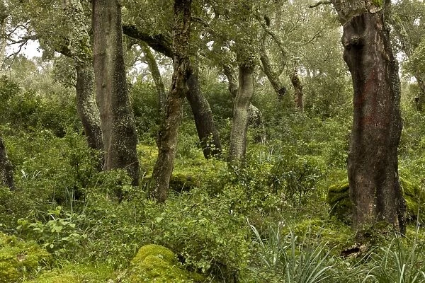 Cork Oak (Quercus suber) managed forest habitat on basalt plateau, Giara di Gesturi, Sardinia, Italy, April