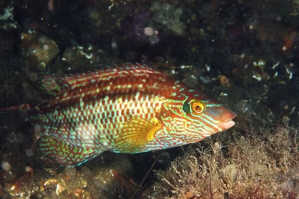 Corkwing Wrasse (Symphodus melops) adult, in breeding colours, swimming, Swanage Pier, Swanage Bay, Isle of Purbeck, Dorset, England, june