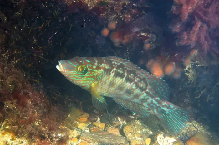 Framed Print : Corkwing Wrasse (Symphodus melops) adult male, guarding nest, Swanage, Isle of Purbeck, Dorset, England, June Framed Print : Corkwing Wrasse (Symphodus melops) adult male, guarding nest, Swanage, Isle of Purbeck, Dorset, England, June