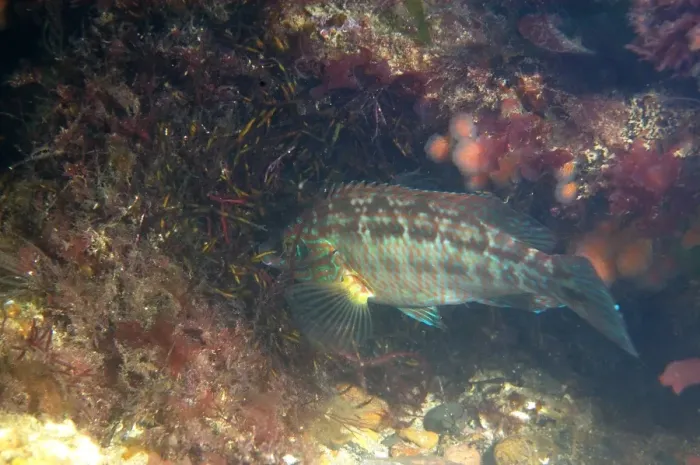 Framed Print : Corkwing Wrasse (Symphodus melops) adult male, building nest, Swanage, Isle of Purbeck, Dorset, England, June Framed Print : Corkwing Wrasse (Symphodus melops) adult male, building nest, Swanage, Isle of Purbeck, Dorset, England, June
