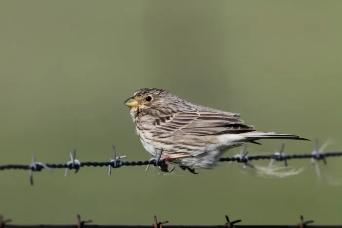 Framed Print : Corn Bunting on barbed wire fence. - Spain Extremadura Framed Print : Corn Bunting on barbed wire fence. - Spain Extremadura