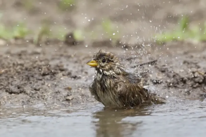 Framed Print : Corn Bunting (Miliaria calandra) adult, bathing, splashing water, Bulgaria, may Framed Print : Corn Bunting (Miliaria calandra) adult, bathing, splashing water, Bulgaria, may