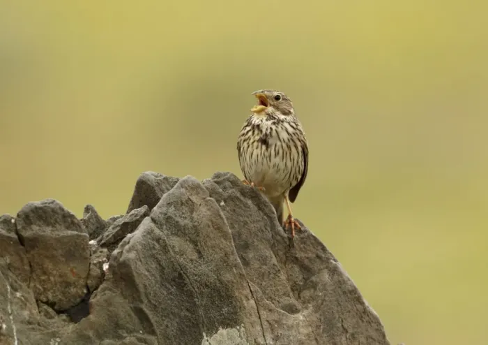 Framed Print : Corn Bunting (Miliaria calandra) adult, calling, perched on rock, Extremadura, Spain, april Framed Print : Corn Bunting (Miliaria calandra) adult, calling, perched on rock, Extremadura, Spain, april