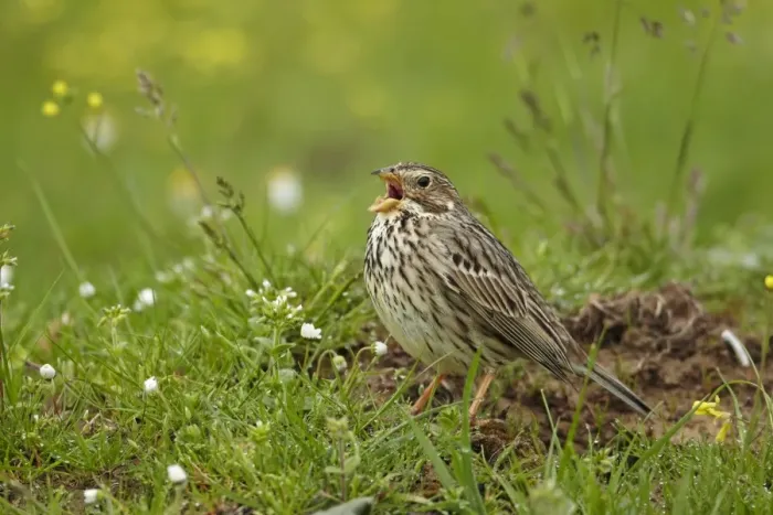 Framed Print : Corn Bunting (Miliaria calandra) adult, calling, standing on ground, Extremadura, Spain, april Framed Print : Corn Bunting (Miliaria calandra) adult, calling, standing on ground, Extremadura, Spain, april