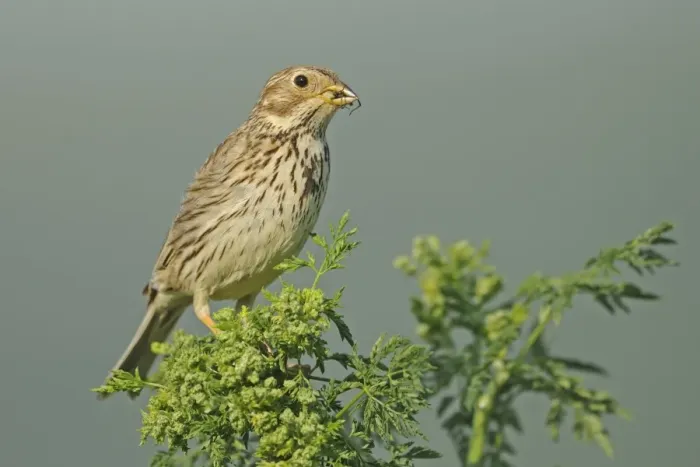 Framed Print : Corn Bunting (Miliaria calandra) adult, feeding, perched on chervil, Bulgaria, may Framed Print : Corn Bunting (Miliaria calandra) adult, feeding, perched on chervil, Bulgaria, may