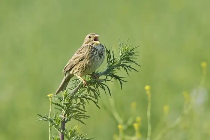 Framed Print : Corn Bunting (Miliaria calandra) adult, singing, perched on stem, on set-a-side field in farmland, Warwickshire, England, june Framed Print : Corn Bunting (Miliaria calandra) adult, singing, perched on stem, on set-a-side field in farmland, Warwickshire, England, june