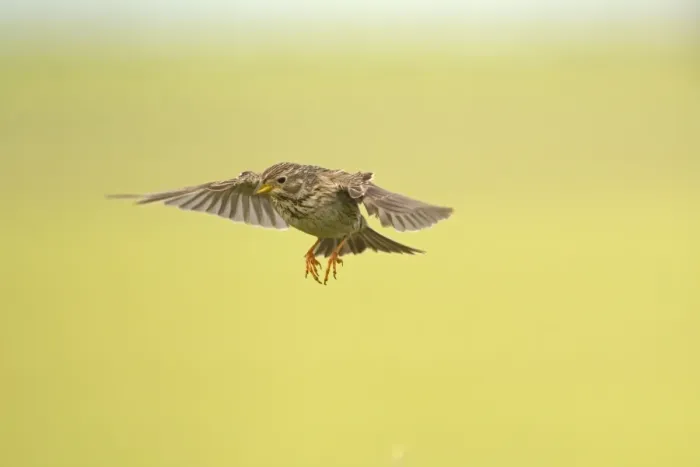 Framed Print : Corn Bunting (Miliaria calandra) adult, in flight, hovering with legs typically dangling, Castilla y Leon, Spain, May Framed Print : Corn Bunting (Miliaria calandra) adult, in flight, hovering with legs typically dangling, Castilla y Leon, Spain, May