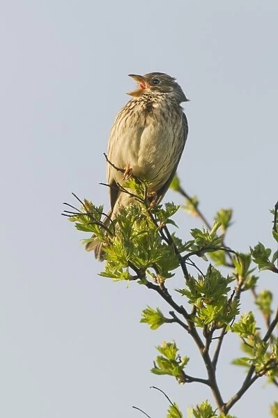 Corn Bunting (Miliaria calandra) adult, calling, perched on hawthorn, North Kent Marshes, Isle of Sheppey, Kent, England, april