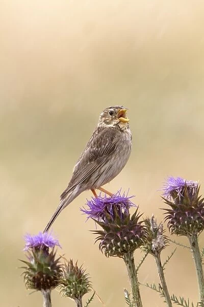Corn Bunting (Miliaria calandra) adult male, singing, perched on cardoon flowerheads, Extremadura, Spain, may