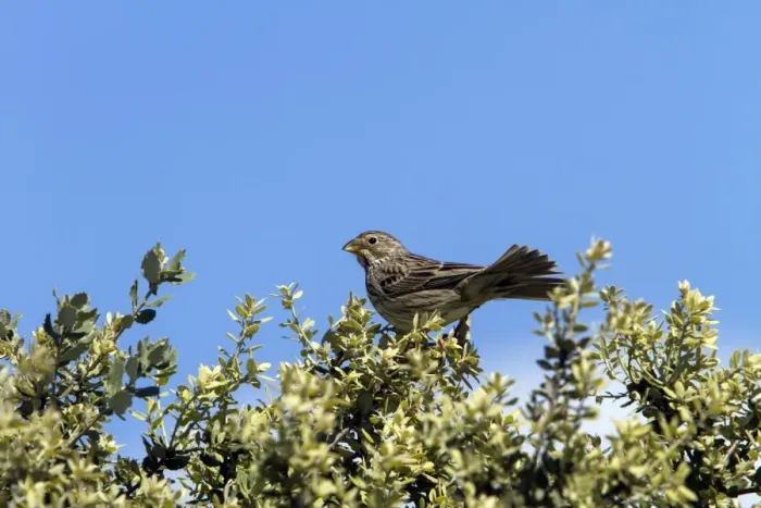 Framed Print : Corn Bunting perched on bush. - Spain Extremadura