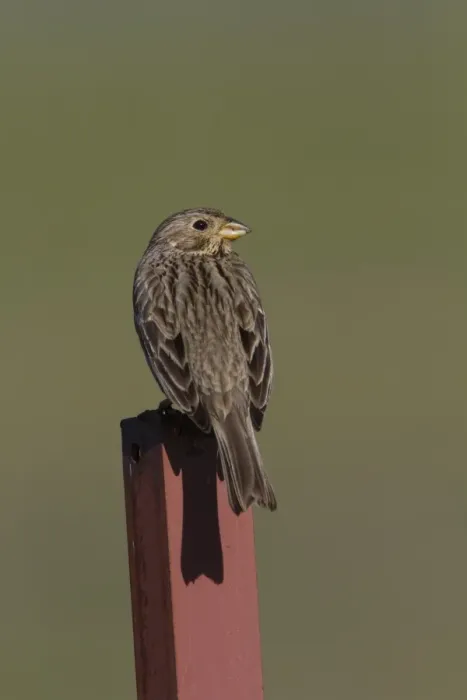 Framed Print : Corn Bunting perched on fence post. - Spain Extremadura Framed Print : Corn Bunting perched on fence post. - Spain Extremadura