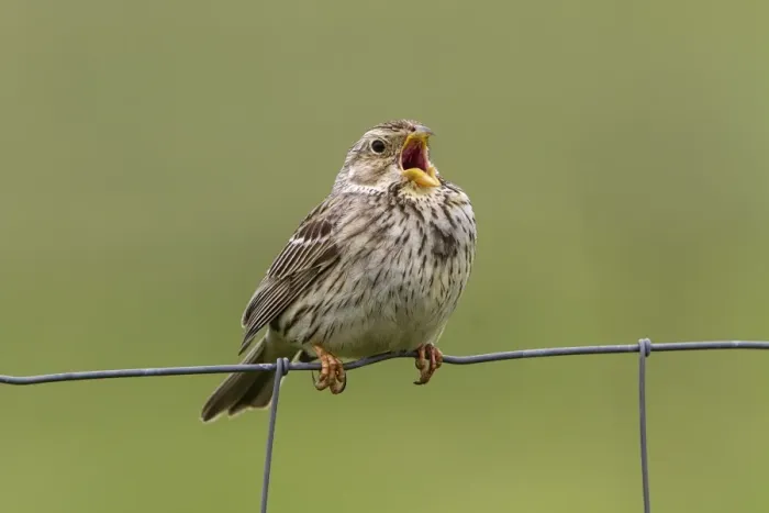Framed Print : Corn Bunting singing on wire fence. - Spain Extremadura Framed Print : Corn Bunting singing on wire fence. - Spain Extremadura