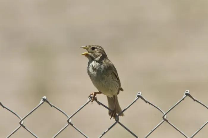 Framed Print : Corn Bunting sitting on wire fence singing. Taken in Spain Framed Print : Corn Bunting sitting on wire fence singing. Taken in Spain