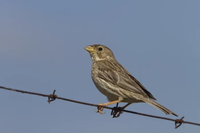Framed Print : Corn Bunting sitting on wire fence. Taken in Spain Framed Print : Corn Bunting sitting on wire fence. Taken in Spain