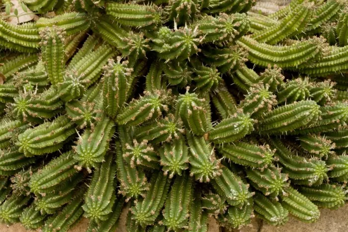 Framed Print : Corn Cob Euphorbia (Euphorbia mamillaris) spiny stems, South Africa, August Framed Print : Corn Cob Euphorbia (Euphorbia mamillaris) spiny stems, South Africa, August