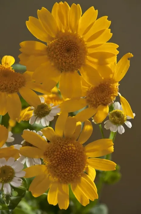 Framed Print : Corn Marigold (Chrysanthemum segetum) close-up of flowers, Dorset, England, september Framed Print : Corn Marigold (Chrysanthemum segetum) close-up of flowers, Dorset, England, september