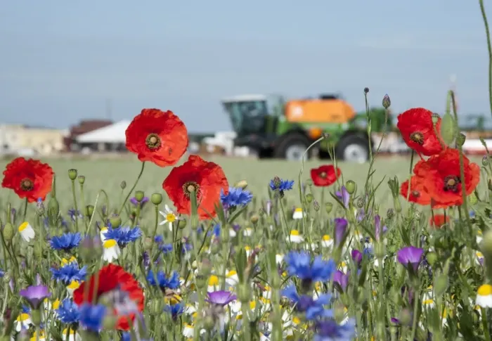 Framed Print : Corn Poppy (Papaver rhoeas), Cornflower (Centaurea cyanus) and Corncockle (Agrostemma githago) flowering, growing at edge of field with sprayer in background, Lincolnshire, England, june Framed Print : Corn Poppy (Papaver rhoeas), Cornflower (Centaurea cyanus) and Corncockle (Agrostemma githago) flowering, growing at edge of field with sprayer in background, Lincolnshire, England, june