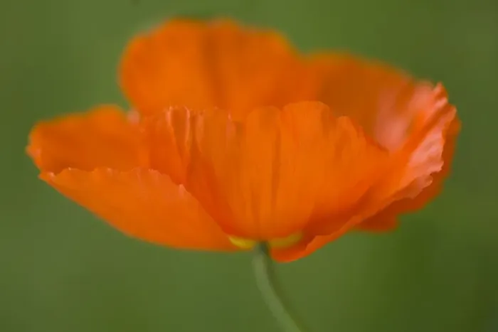 Framed Print : Corn Poppy (Papaver rhoeas) close-up of flower, England, september Framed Print : Corn Poppy (Papaver rhoeas) close-up of flower, England, september