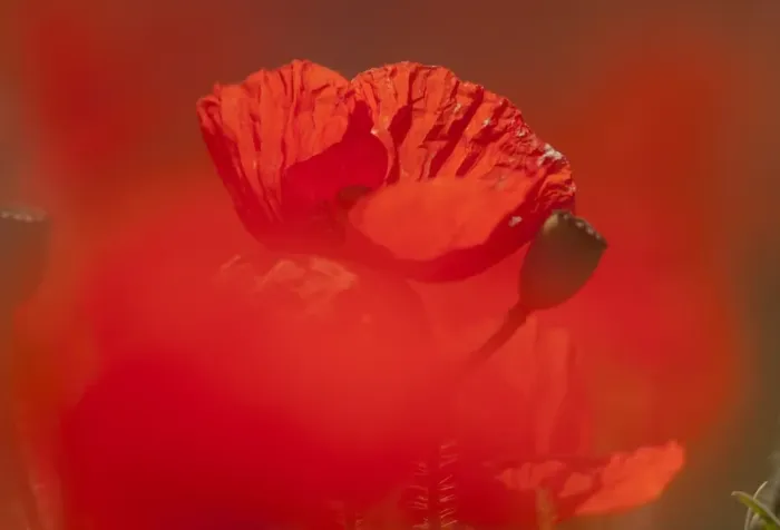 Framed Print : Corn Poppy (Papaver rhoeas) close-up of flower, growing in field, Derbyshire, England, june