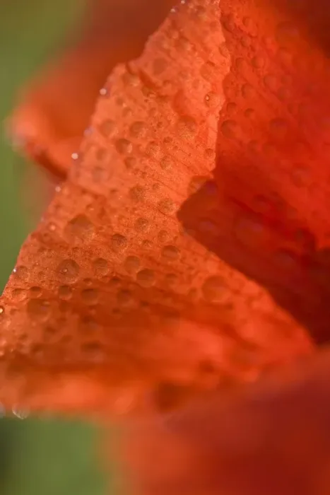 Framed Print : Corn Poppy (Papaver rhoeas) close-up of flower petals, Dorset, England, august Framed Print : Corn Poppy (Papaver rhoeas) close-up of flower petals, Dorset, England, august