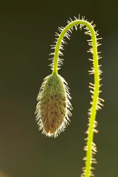 Corn Poppy (Papaver rhoeas) close-up of flowerbud, backlit, Shropshire, England, July