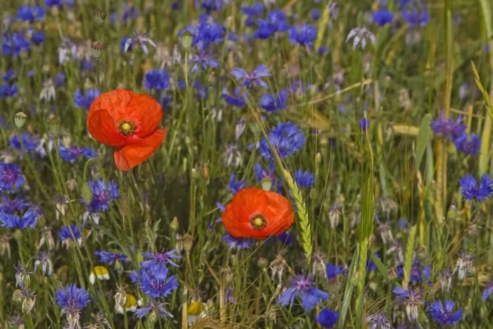 Framed Print : Corn Poppy (Papaver rhoeas) and Cornflower (Centaurea cyanus) flowering, growing as weed in Barley (Hordeum vulgare) crop, Spain, june
