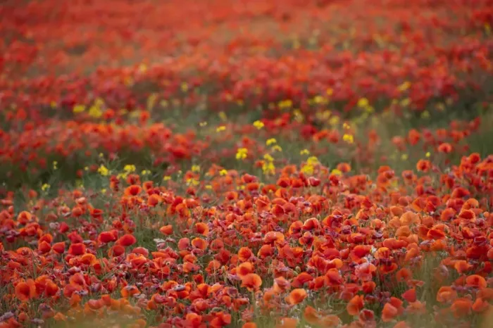 Framed Print : Corn Poppy (Papaver rhoeas) flowering, mass growing in arable field, North Yorkshire, England, July Framed Print : Corn Poppy (Papaver rhoeas) flowering, mass growing in arable field, North Yorkshire, England, July