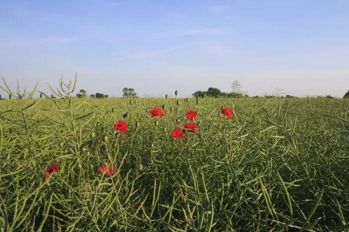 Framed Print : Corn Poppy (Papaver rhoeas) flowering, growing as weed in Oilseed Rape (Brassica napus) crop, Bacton, Suffolk, England, june Framed Print : Corn Poppy (Papaver rhoeas) flowering, growing as weed in Oilseed Rape (Brassica napus) crop, Bacton, Suffolk, England, june