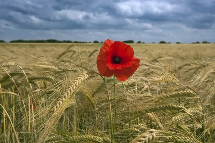 Framed Print : Corn Poppy (Papaver rhoeas) flowering, growing as weed in barley crop, Norfolk, England, june Framed Print : Corn Poppy (Papaver rhoeas) flowering, growing as weed in barley crop, Norfolk, England, june