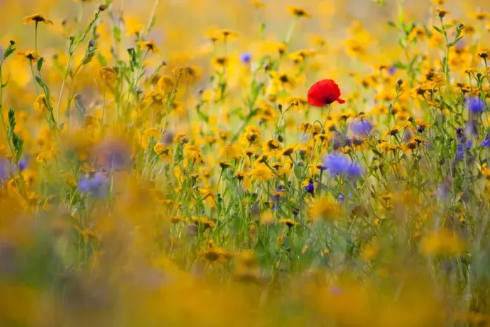 Framed Print : Corn Poppy (Papaver rhoeas) flowering, amongst Corn Marigold (Chrysanthemum segetum) and Cornflower (Centaurea cyanus) in sunshine at dawn, near Torrington, North Devon, England, august Framed Print : Corn Poppy (Papaver rhoeas) flowering, amongst Corn Marigold (Chrysanthemum segetum) and Cornflower (Centaurea cyanus) in sunshine at dawn, near Torrington, North Devon, England, august